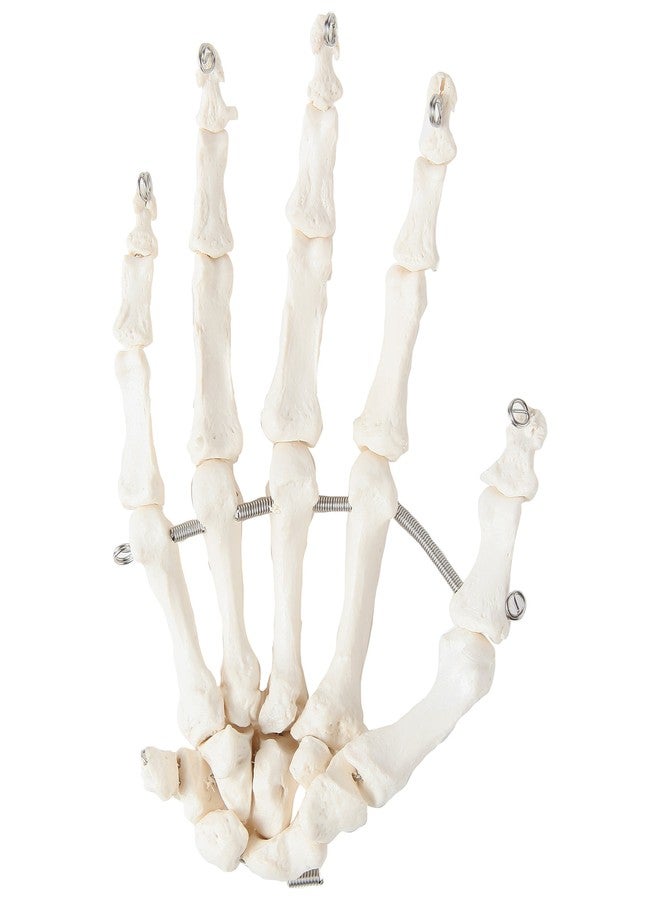 Axis Scientific Skeletal Hand | Left | Fully Articulated Flexible Hand Skeleton is Secured with Quality Wire to Demonstrate Movement | Includes Product Manual - Image 5